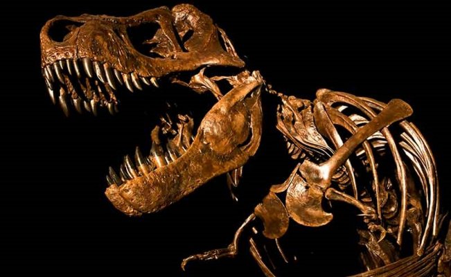 A la Ciudad de México llegó un museo itinerante de dinosaurios, con 50  fósiles y 15 animales robotizados via @laviejaguardiaa